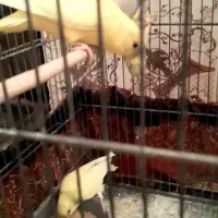 مرغ عشق و کفتر|پرنده|قم, حمام تالار|دیوار