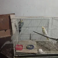 عروس هلندی یک جفت لتیونو واهویی1400000|پرنده|گرگان, |دیوار