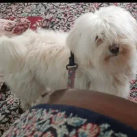 سگ پا کوتاه شیتزو