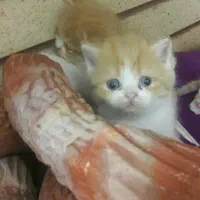 بریتیش عروسک کوچولو