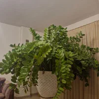 گلدان|گل و گیاه طبیعی|کاشان, فاز ۱ ناجی آباد|دیوار