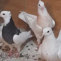 کبوترهای طوقی نروماده بفروش می رسد|پرنده|سوسنگرد, |دیوار