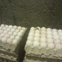 فروش ۱۵۰۰ عدد تخم بوقلمون نطفه دار