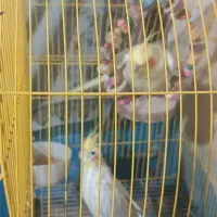 جفت عروس هلندی لوتینو|پرنده|سیراف, |دیوار