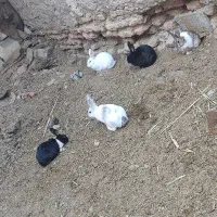 خرگوش طلایی ،چشم عسلی، چشم قرمز ابست|موش و خرگوش|زابل, |دیوار