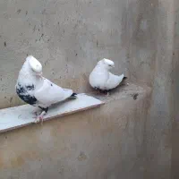 تعدادی کبوتر فروشی