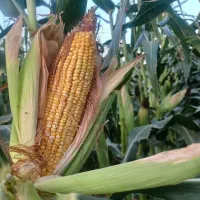 بذر ذرت ،ذرت ۷۰۴،تری وی گراس