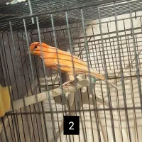 قناری رد فاکتور|پرنده|اردبیل, |دیوار