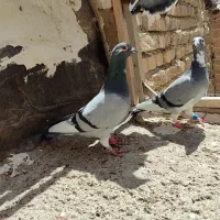 کبوتر‌پلاکی‌مسافتی