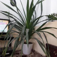 گل بزرگ
