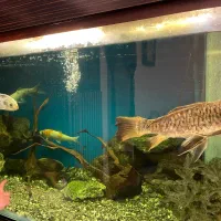 آکواریوم بزرگ|ماهی|گرگان, |دیوار