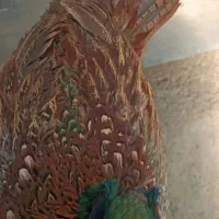 مرغ وخروس امریکایی|حیوانات مزرعه|بانه, |دیوار