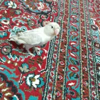 طوطی برزیلی کم یاب|پرنده|سنندج, |دیوار