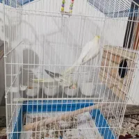 عروس هلندی به همراه چهار تخم