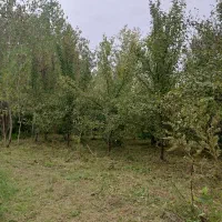 فروش ۲۲۵متر زمین باغی شمال یا معاوضه با خودرو|فروش زمین و ملک کلنگی|تهران, کامرانیه|دیوار