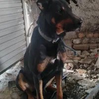 سگ نگهبان باهوش وزرنگ