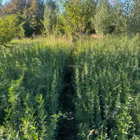 تولید ترون سبز (شمشاد)وسرو ناز و انواع گل و گیاه|خدمات باغبانی و درختکاری|مشکین‌دشت, |دیوار