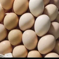 پخش عمده زیتون عمده وجزیی|خوردنی و آشامیدنی|سقز, |دیوار