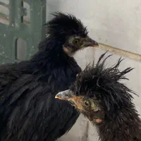 مرغ‌نژاددار گلین