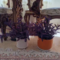 گل طبیعی آپارتمانی