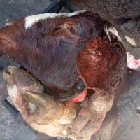 سوزاندن کله پاچه