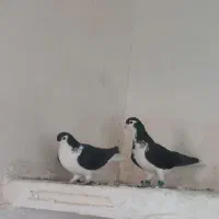 سبزوپولکی و ساده|پرنده|تربتحیدریه, بالا ولایت|دیوار