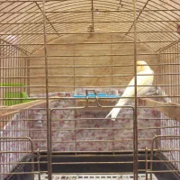 پرنده