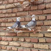 یه جفت کفتر شازده سبز|پرنده|سلماس, |دیوار