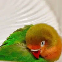 یک جفت طوطی برزیلی