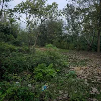 ۳ هزار متر مسکونی باغی (شهر باران حمید فلاح) 369|فروش زمین و ملک کلنگی|لشت نشا, |دیوار