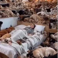پانسیون و مهد حیوانات خانگی ماهی بزرگمهر