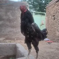 خروس فروشی