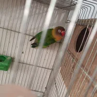 طوطی برزیلی فیشر