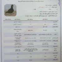 کبوتر‌پلاکی‌مسافتی|پرنده|درگز, |دیوار