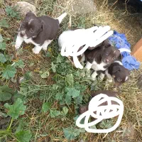 واگذاری توله پاکوتاه ماده