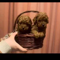 فرفری اصیل تضمینی رد|سگ|رشت, لاکانی|دیوار