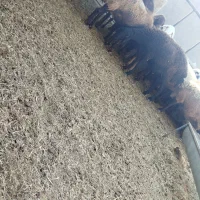 تعدادی میش بره دار و آبستن سنگین