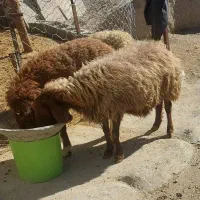 میش بره