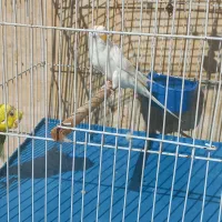 مرغ عشق|پرنده|خرمشهر, |دیوار