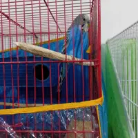 پرنده|پرنده|مشهد, نوده|دیوار