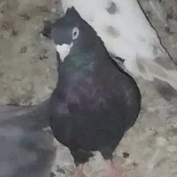 زاغ