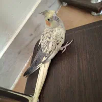 عروس هلندی ماده