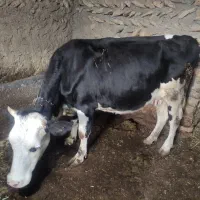 دو تا گاو شیری|حیوانات مزرعه|تکاب, |دیوار