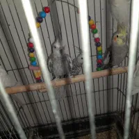 عروس هلندی|پرنده|یزد, |دیوار