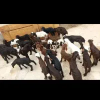 بره‌شیری‌