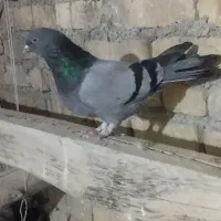 کبوتر ماده|پرنده|فارسان, |دیوار