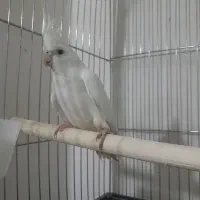 عروس هلندی آلبینو ماده