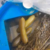 خیارشور ممتاز