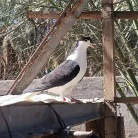 کفتر صندق سیاه شیرازی