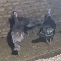 بو قلمون نرو ماده|حیوانات مزرعه|کنگاور, |دیوار